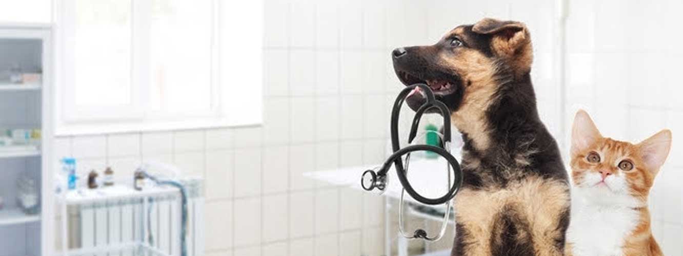 A young dog and cat are in the waiting room, ready with a stethoscope for their emergency visit.